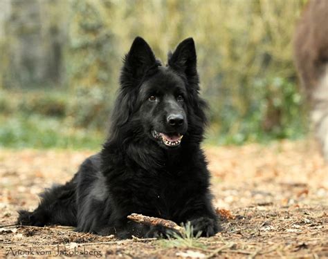 svdoxs|dox schäferhunde.